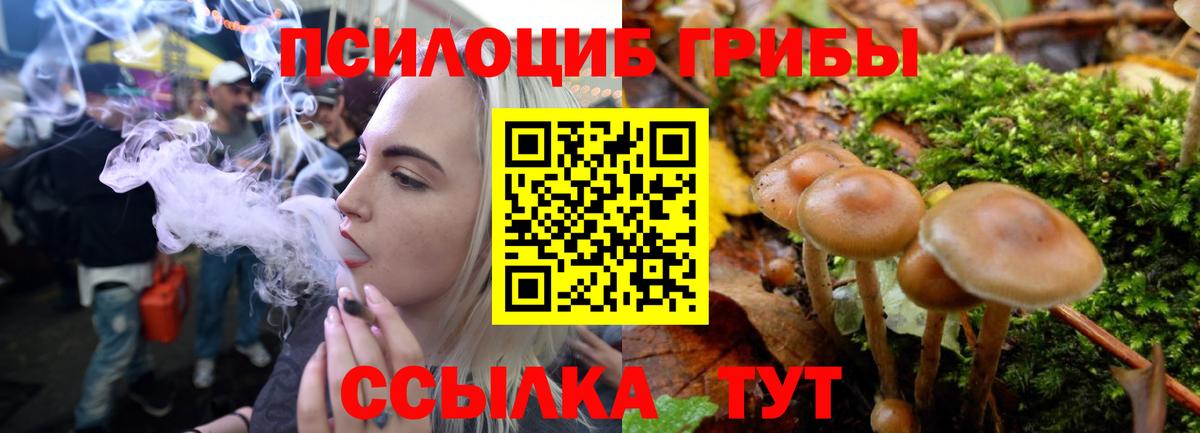 Псилоцибиновые грибы Cubensis Михайловка